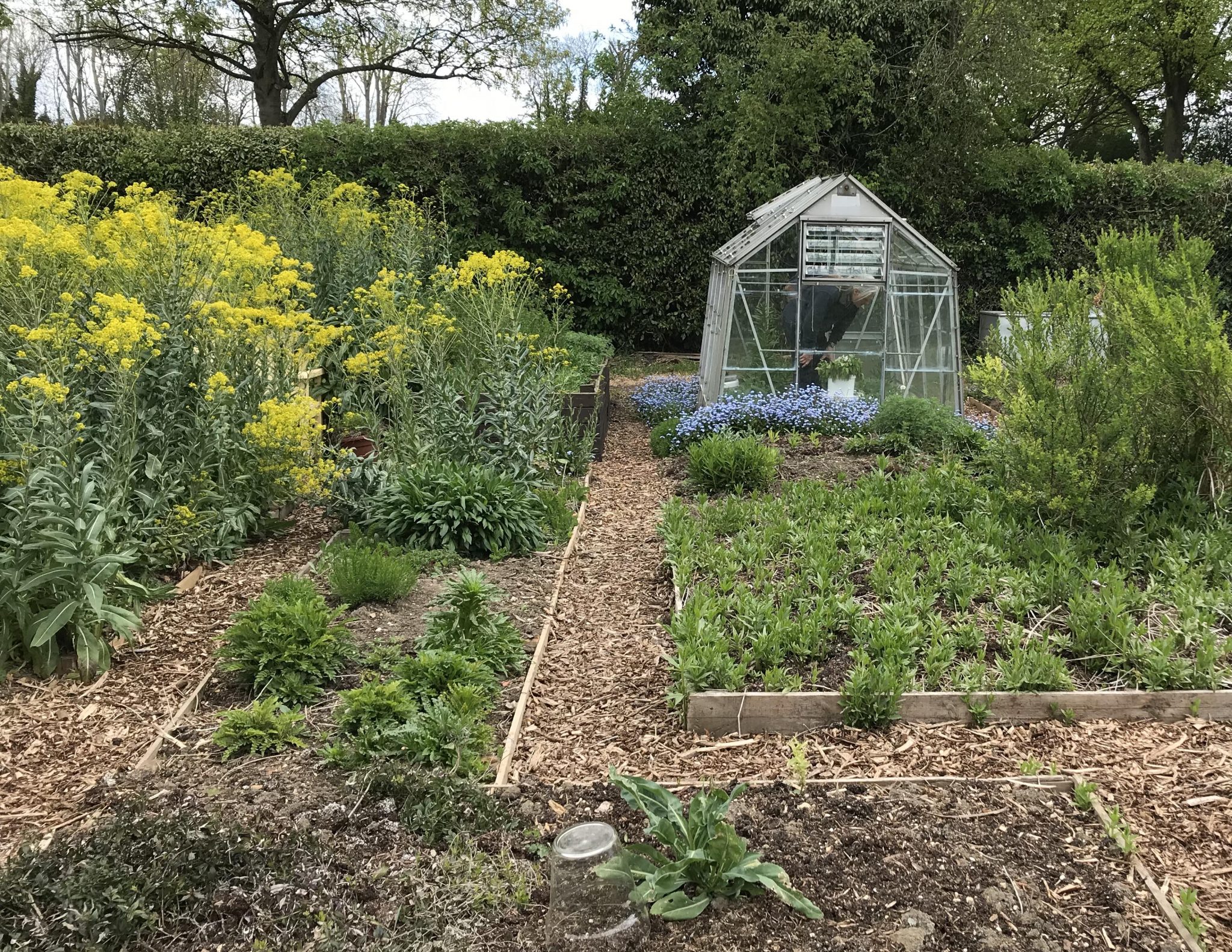 A visit to Nature’s Rainbow dye gardens