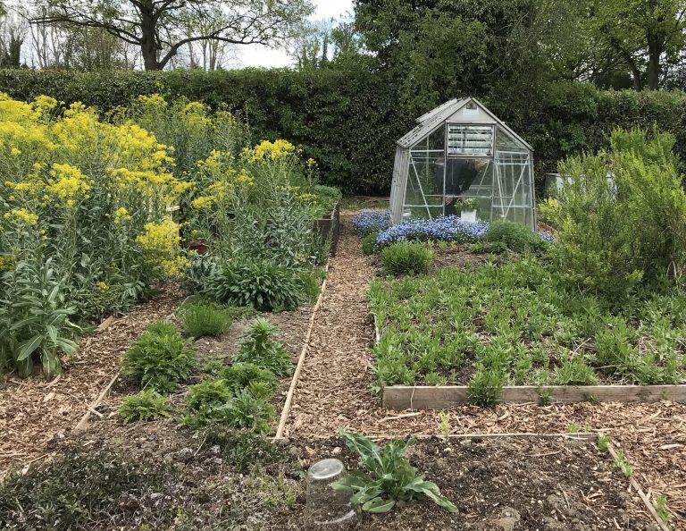 A visit to Nature’s Rainbow dye gardens