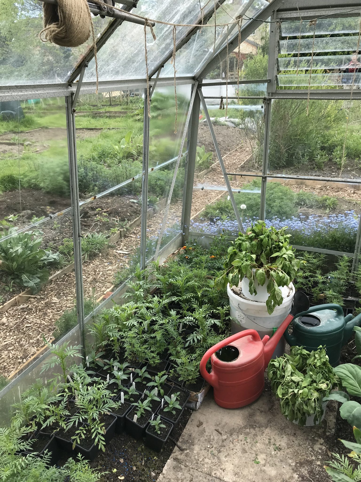 A visit to Nature’s Rainbow dye gardens