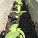Growing a dye garden- 3