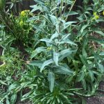 Woad- from the dye garden to the dye pot